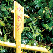 Shishi Odoshi
